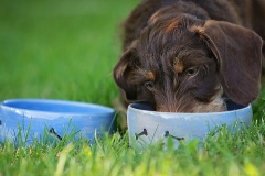 Pet20200626_0139
